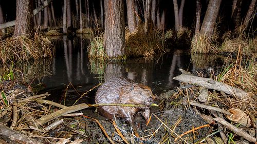 Castor fiber - Eurasian Beaver