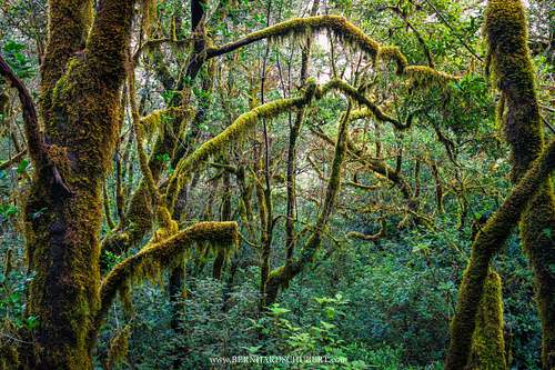 Laurel forest