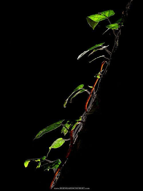 Boiga drapiezii - Weißgefleckte Katzennatter