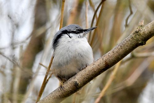 #puukoristaja#linnud#peepsaluvee