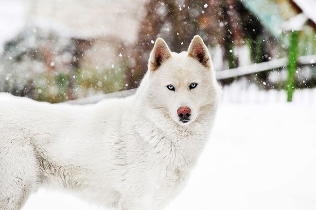 Composizione fotografica invernale