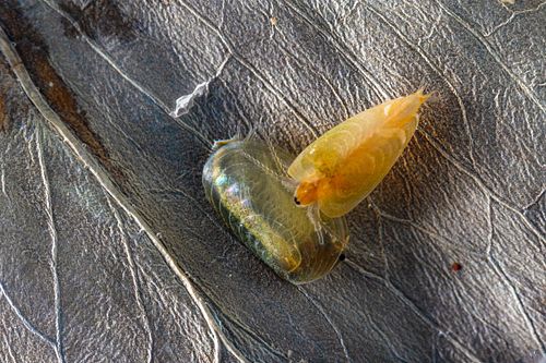 Leptestheria dahalacensis – Steppen-Muschelschaler