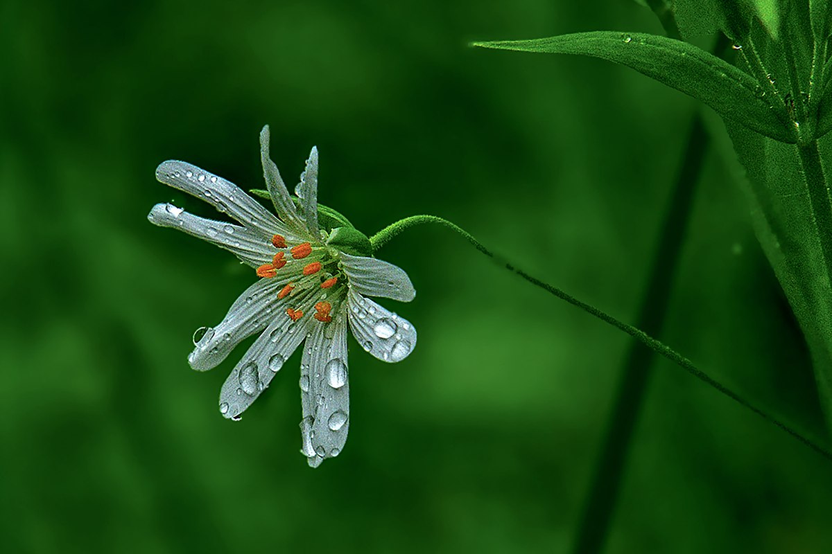 harilik tahtheina ois