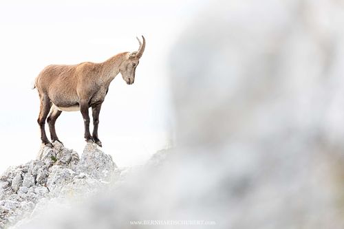 Capra ibex – Alpensteinbock