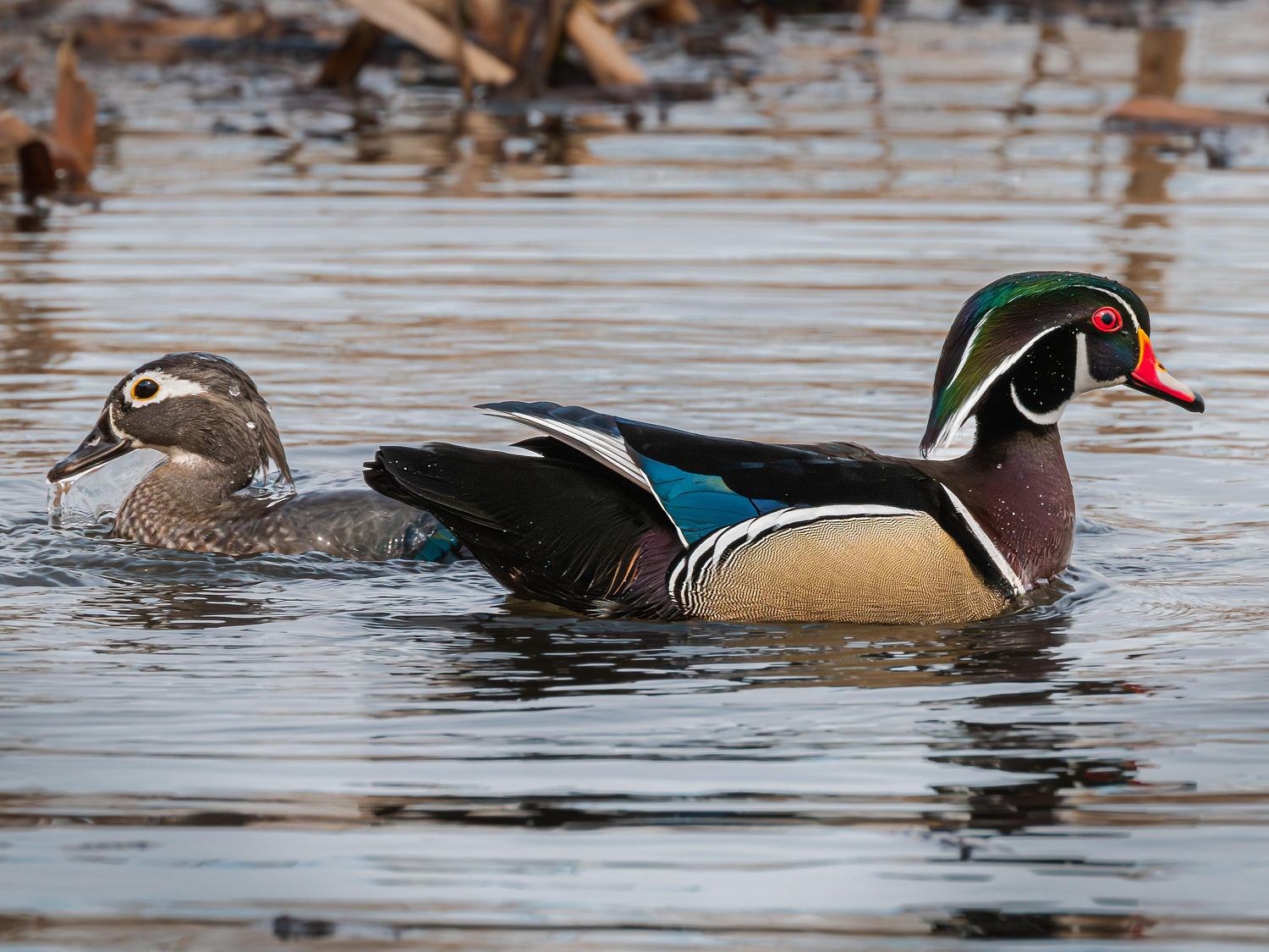 Waterfowl Gallery by Peter Weymouth Nature Photography