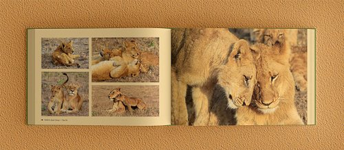 Double-page spread of the photobook showing four lioness photos on the left page and a full-bleed lioness photo on the right.