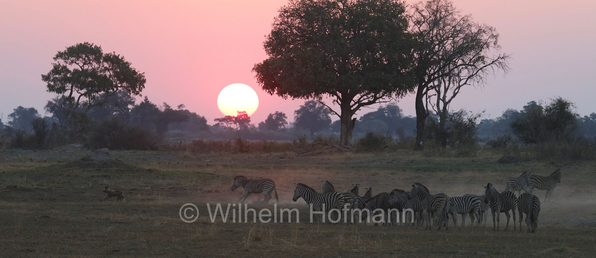 African wild dog, painted dog, Cape hunting dog, Afrikanischer Wildhund, licaone, cane selvatico africano, Lycaon pictus, Moremi Game Reserve, Moremi-Wildreservat, Okavango Delta, Okavango Grassland, Botswana, Republik Botsuana