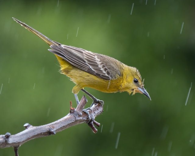 Image d'un oiseau sous la pluie