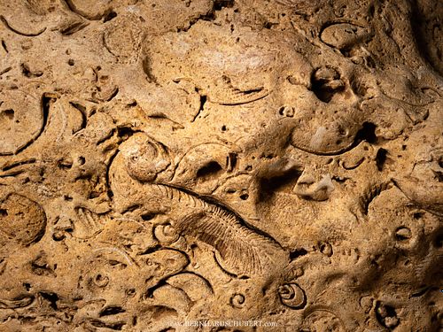 Fossiles Antlitz in einer Höhle