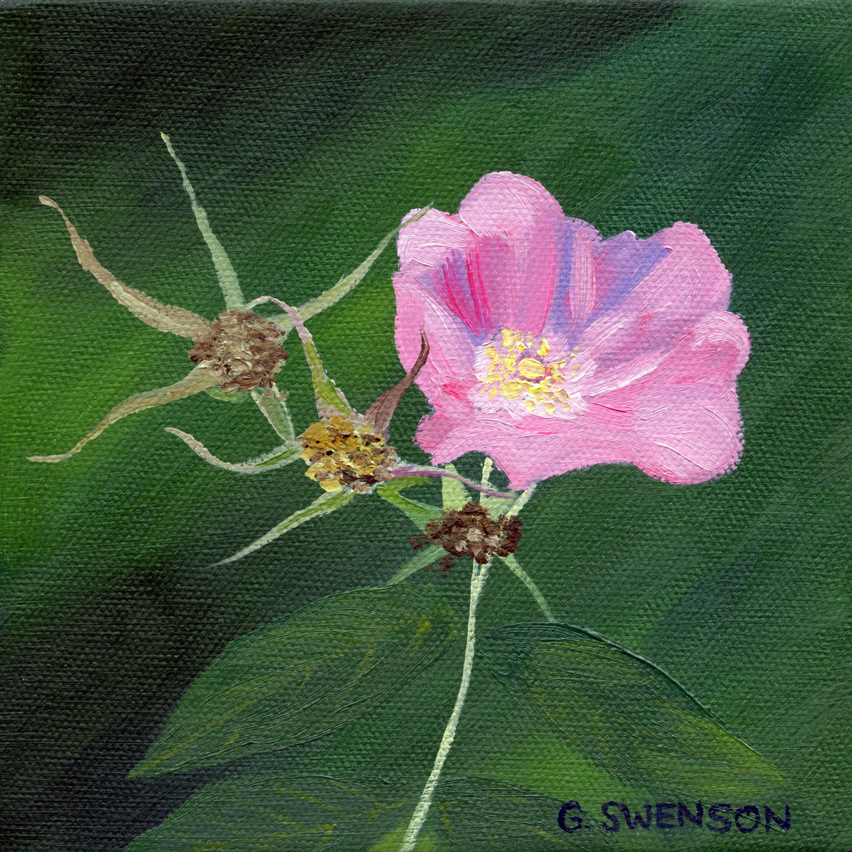 Wild Rose