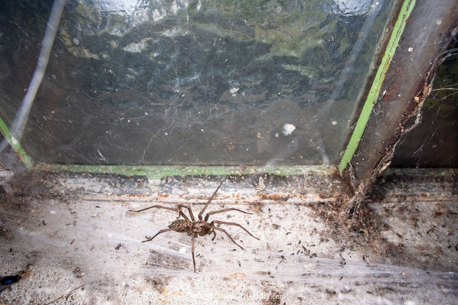 Eratigena atrica – Große Winkelspinne