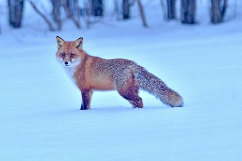 #rebane#metsloom#loodus#loodusfoto