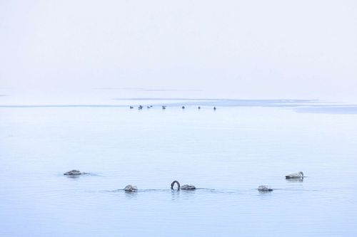 Cygnus cygnus - Whooper swan