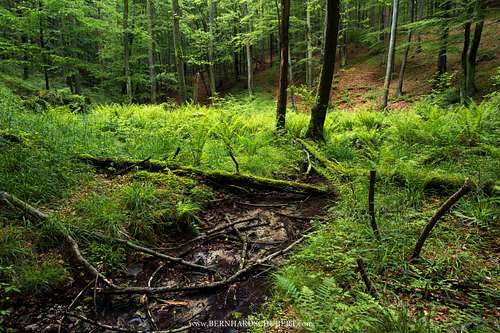 Beech forest Rosalia