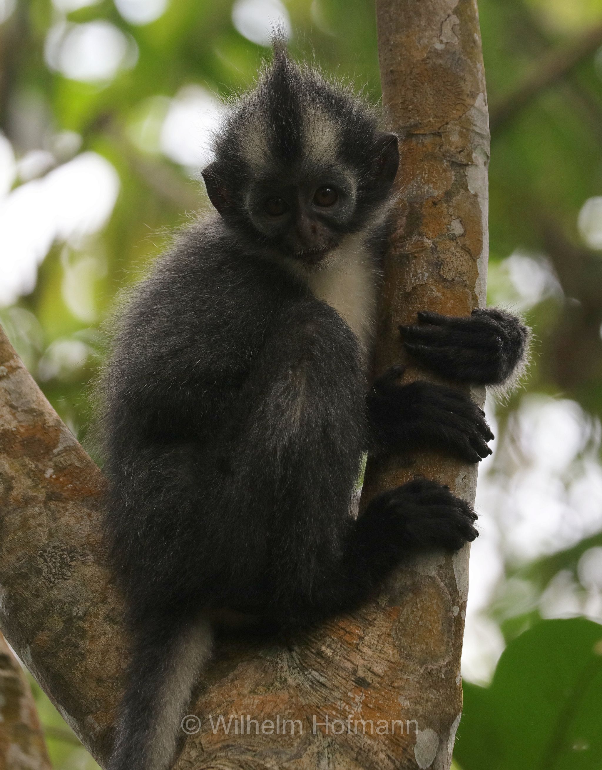 Thomas's langur, North Sumatran leaf monkey, Thomas's leaf monkey, Thomas-Langur, presbite di Thomas, Presbytis thomasi﻿, Gunung Leuser National Park, Nationalpark Gunung Leuser, parco nazionale di Gunung Leuser, Bukit Lawang, Sumatra, Indonesia, Indonesien