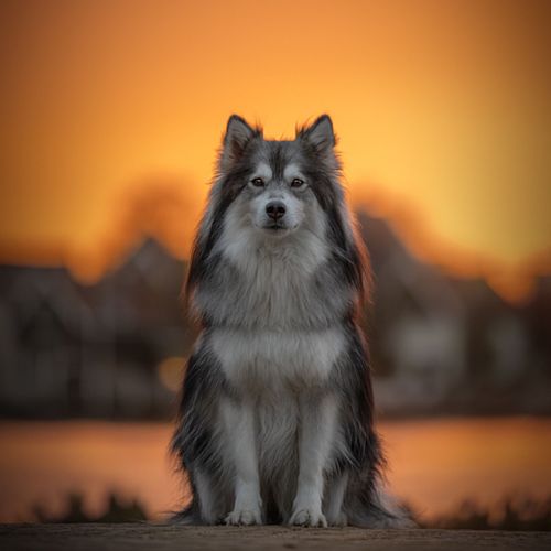 Hondenfotografie Zaanstad
