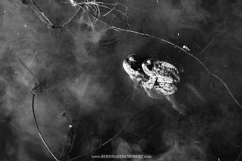 Bufo bufo - Common toad