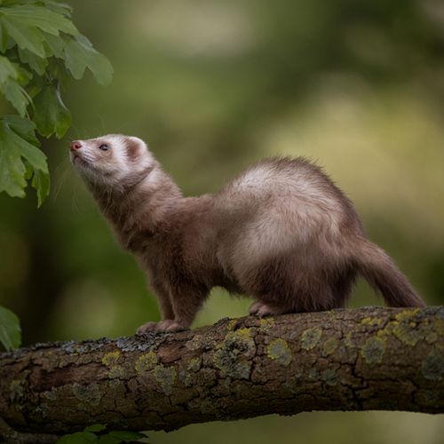 Alle dieren zijn welkom!