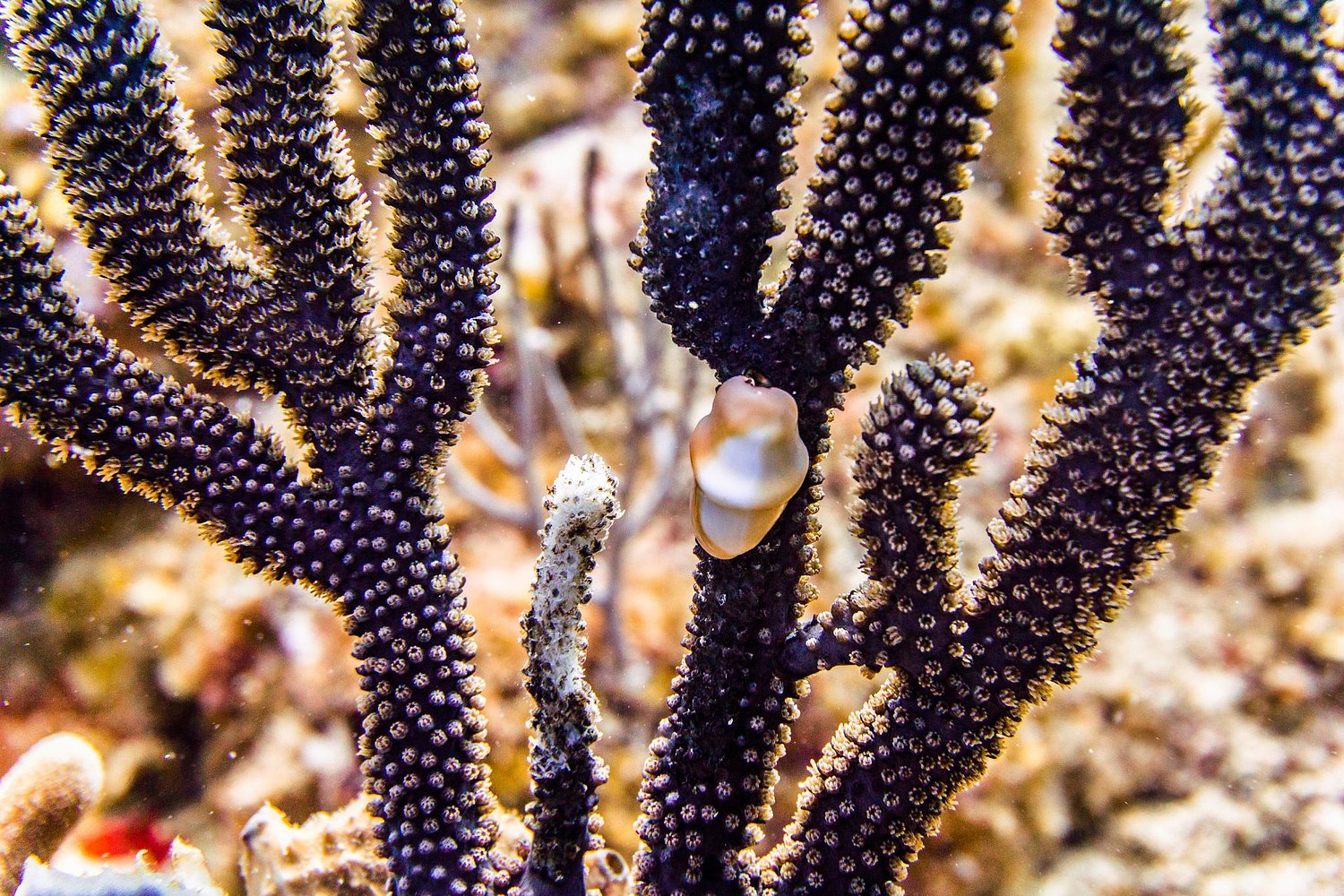 USVI.Photos