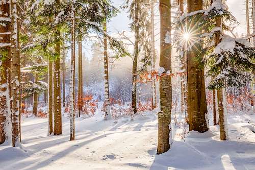 Winter landscape