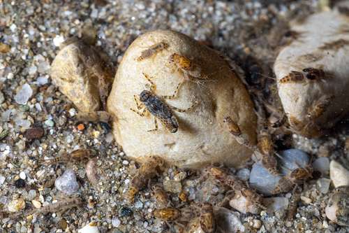 Aquatic macroinvertebrates Zoobenthos