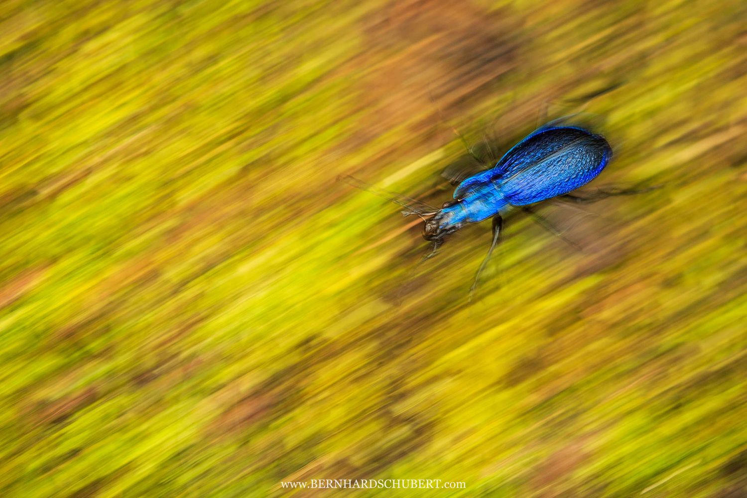 Carabus intricatus - Dunkelblauer Laufkäfer
