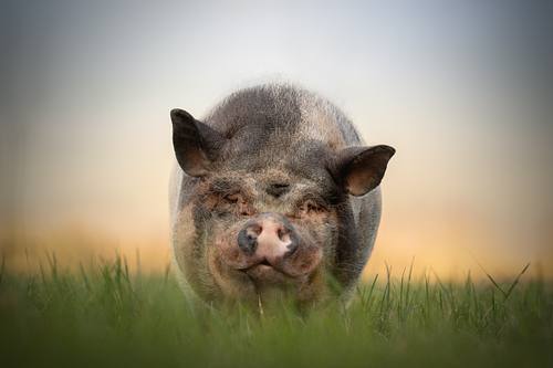 Welke dieren komen in aanmerking?