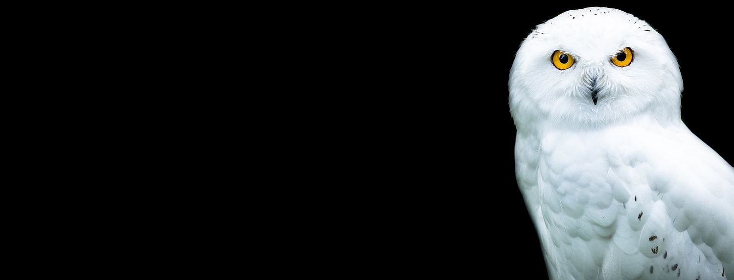 Best great gray (grey) owl, bird & mammal photography workshop & tour