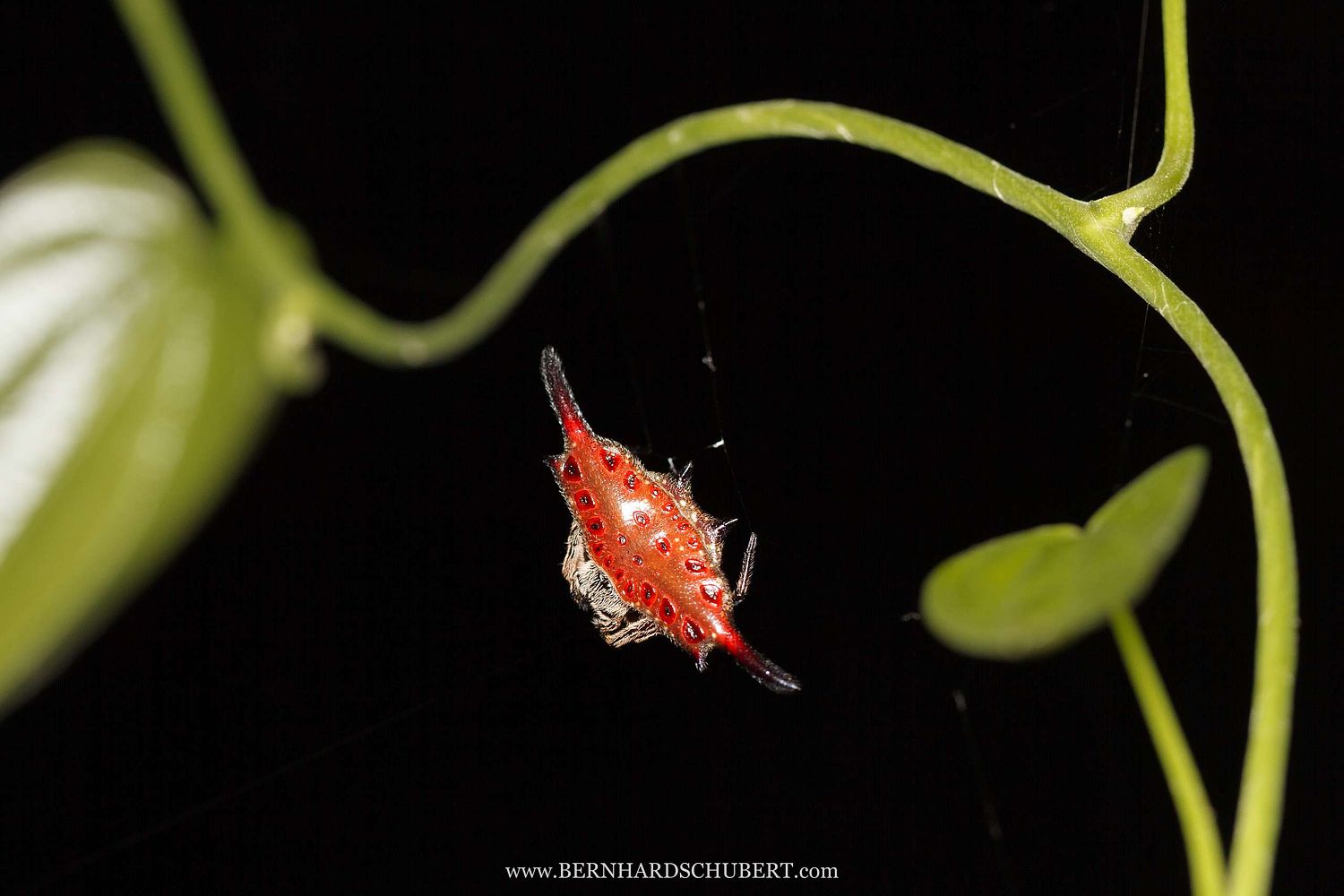 Gasteracantha diardi - Parallel bedornte Stachelspinne