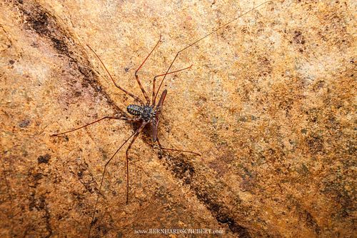 Amblypygi - Whip-spider