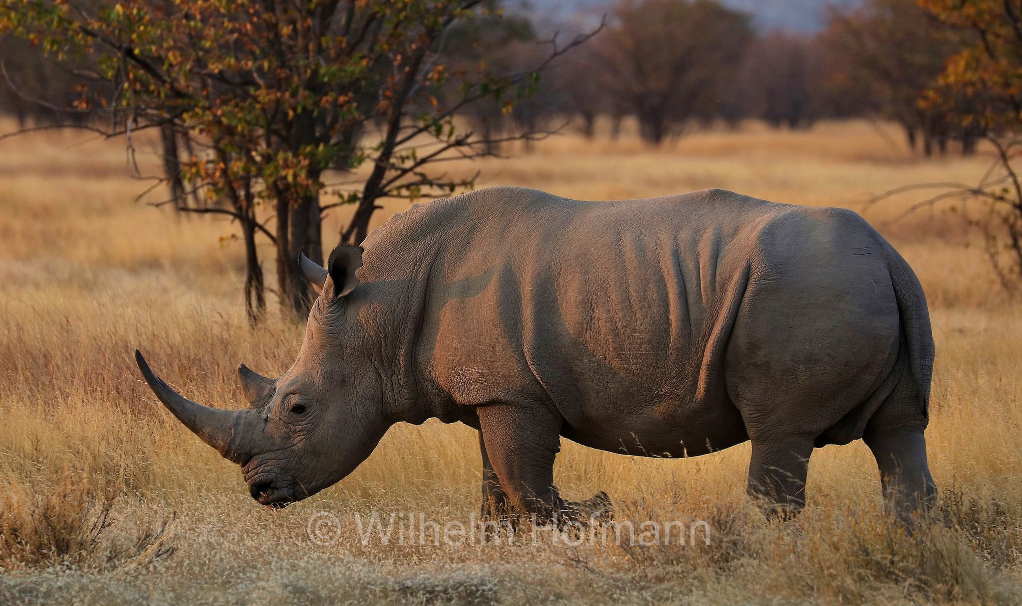 southern white rhino, southern white rhinoceros, Südliches Breitmaulnashorn, rinoceronte bianco meridionale, Ceratotherium simum simum, Etosha-Nationalpark, Etosha National Park, parco nazionale d'Etosha, Namibia