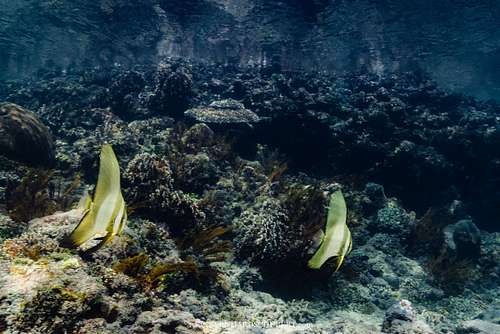 Platax sp. - Batfish juvenile