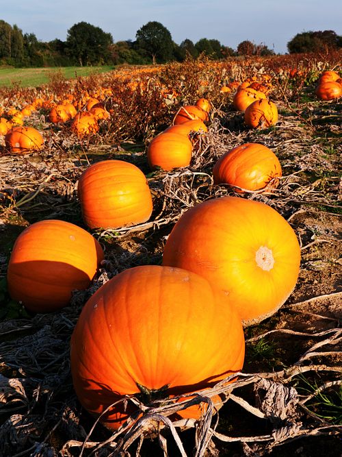 Kapelle Wilder Geschinen