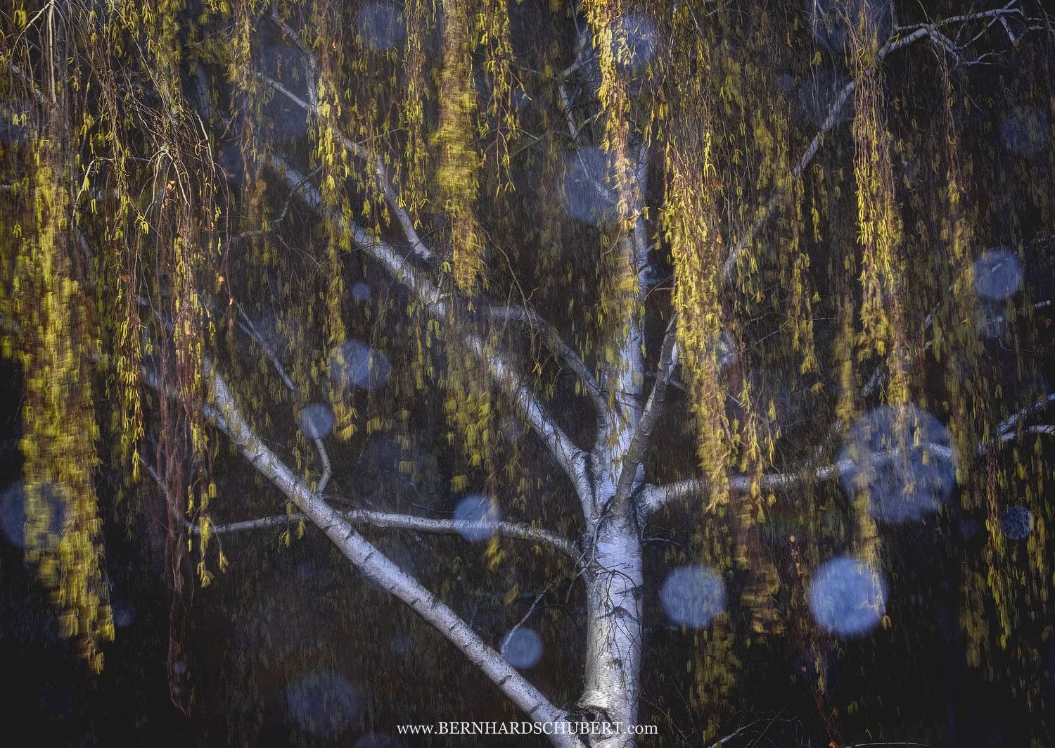 Betula pendula - Silver birch