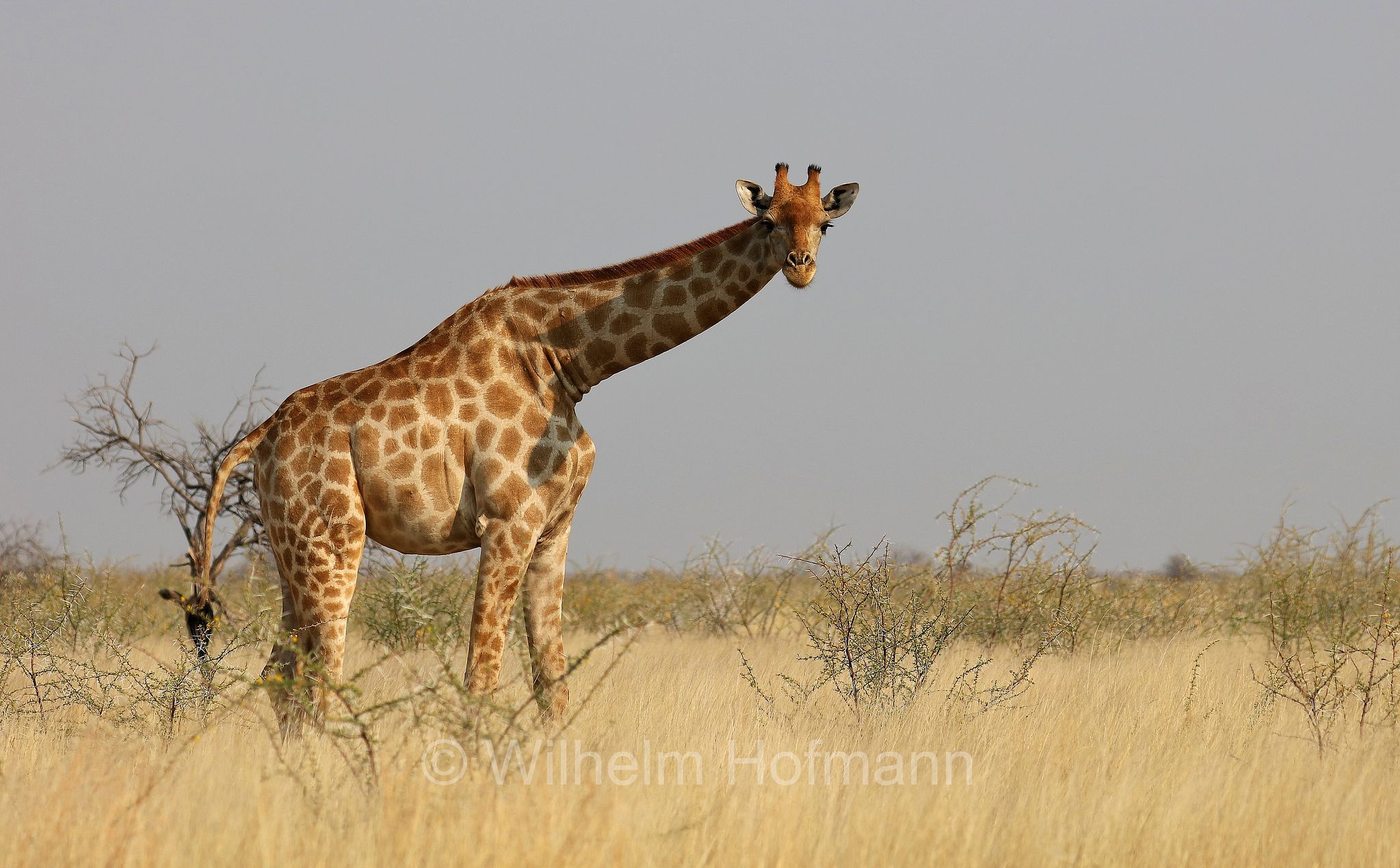 South African giraffe, Cape giraffe, Süd-Giraffe, giraffa meridionale, Giraffa giraffa, Etosha-Nationalpark, Etosha National Park, parco nazionale d'Etosha, Namibia