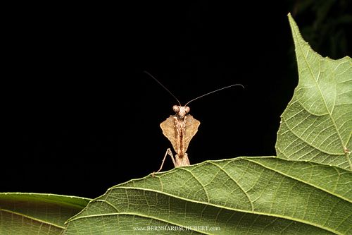 Deroplatys sp. - Dead leaf mantis