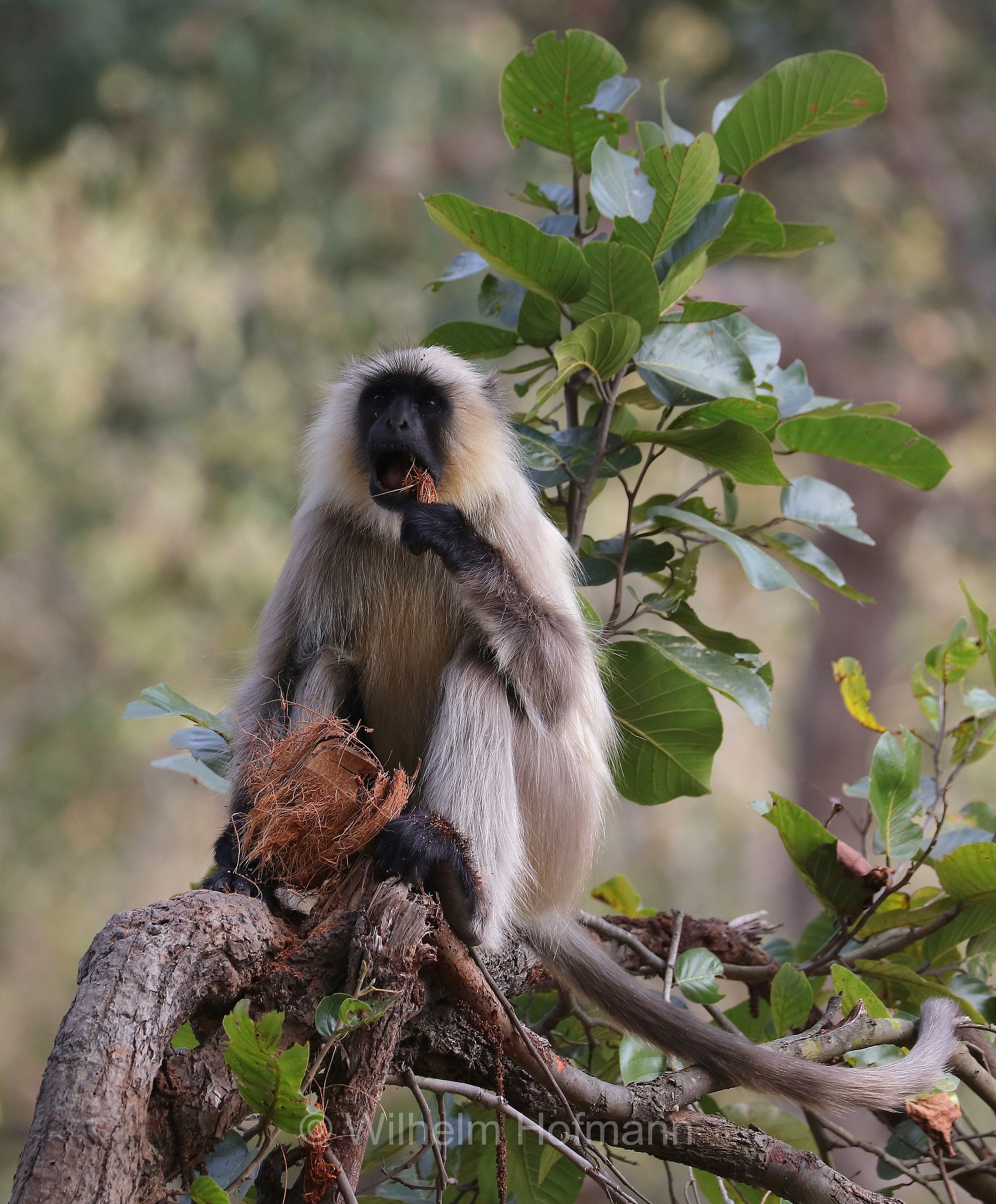 northern plains gray langur, sacred langur, Bengal sacred langur, Hanuman langur, Bengalischer Hanuman-Langur, entello delle pianure settentrionali, entello grigio, Bandhavgarh National Park, Bandhavgarh-Nationalpark, parco nazionale di Bandhavgarh, Madhya Pradesh, India, Indien