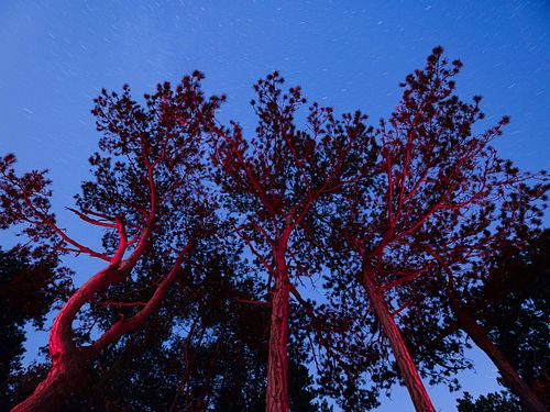 Pinus nigra – Schwarz-Kiefer