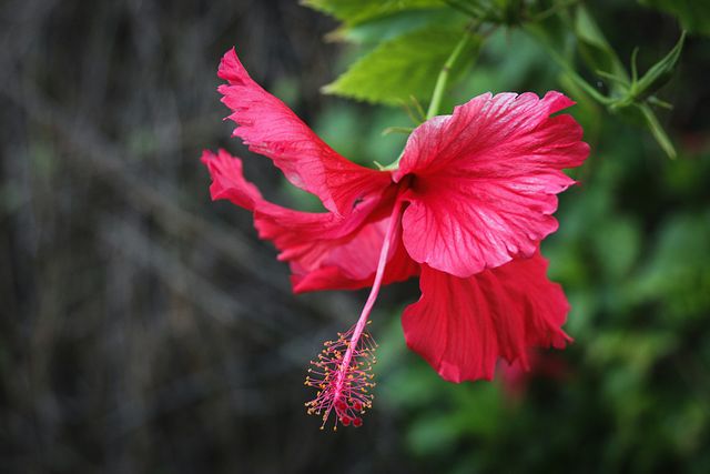 Flower Photography For Beginners: Complete Guide + Tips