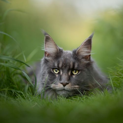 Kattenfotografie Zaanstad