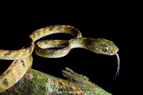 Boiga drapiezii - White-spotted cat snake