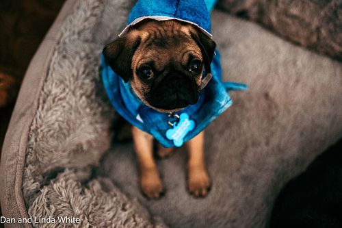 Jagaimo: The Tiny Potato Pug on the Loose