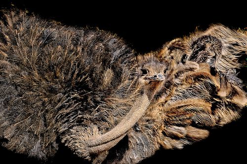 Envol d'une autruche au Kenya