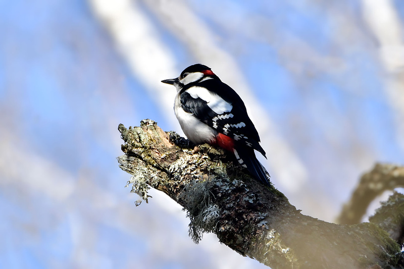 Suur  kirjurähn sooja kevade ootel.