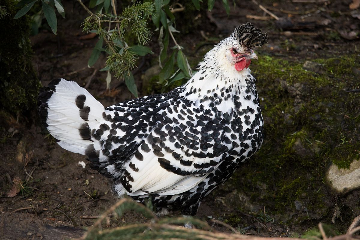Im Tierpark Dählhölzli