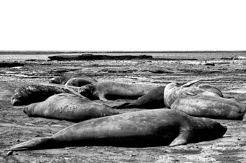 Elefante marino | Mirounga leonina