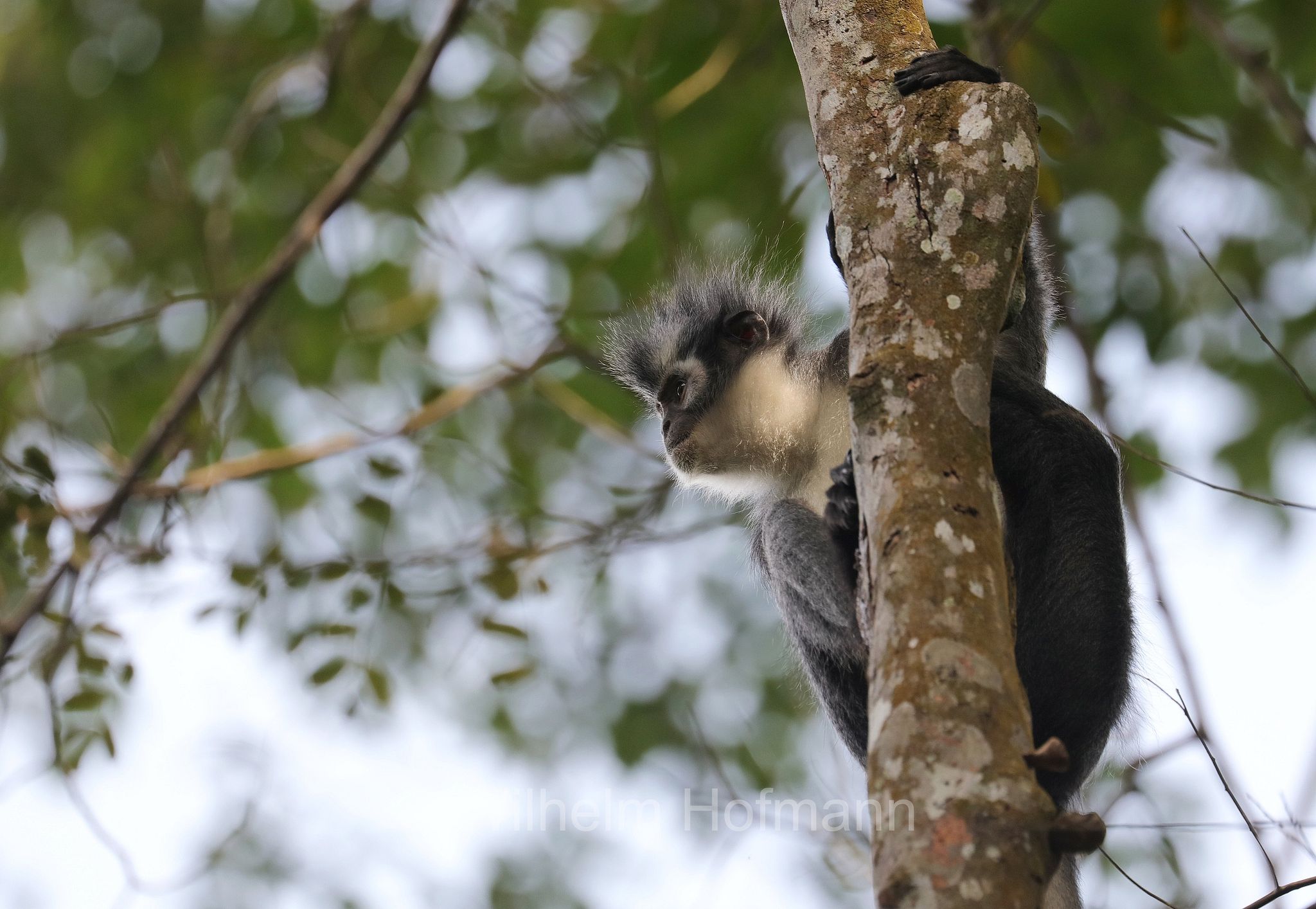 Thomas's langur, North Sumatran leaf monkey, Thomas's leaf monkey, Thomas-Langur, presbite di Thomas, Presbytis thomasi﻿, Gunung Leuser National Park, Nationalpark Gunung Leuser, parco nazionale di Gunung Leuser, Bukit Lawang, Sumatra, Indonesia, Indonesien