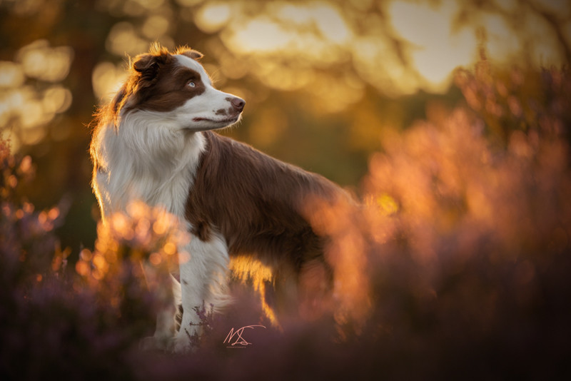 Bordercollie in de heide tijdens zonsondergang (backlit)