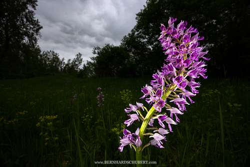 Orchis militaris - Military orchid