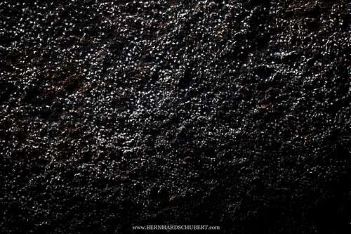 Aerodromus sp. - Dark swiftlets Edible bird's nests